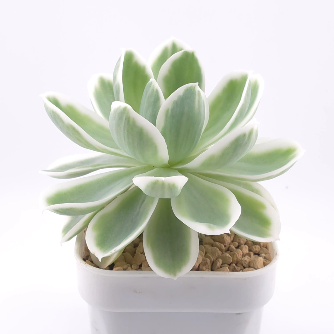 Echeveria ‘Lemon Rose’ variegated | 檸檬玫瑰錦 thumbnail 2