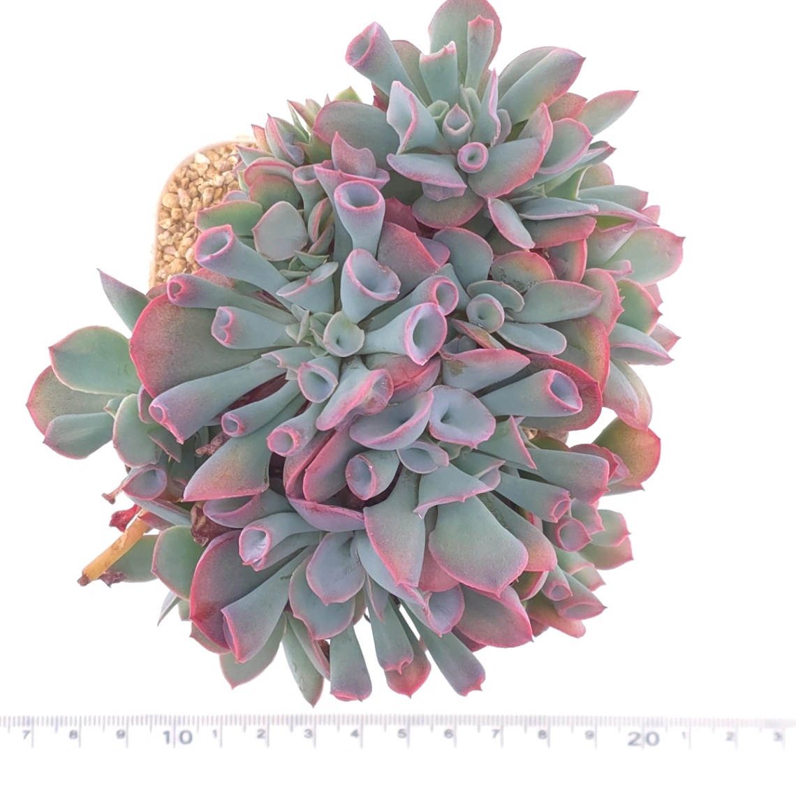 Echeveria ‘Magic Flute’ / ‘Trumpet Pinky’ | 魔笛 thumbnail 3