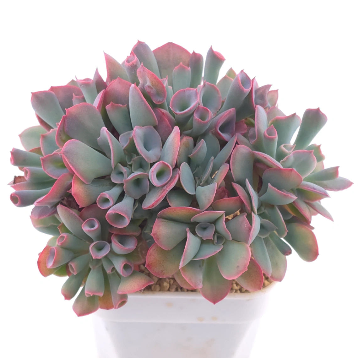 Echeveria ‘Magic Flute’ / ‘Trumpet Pinky’ | 魔笛 thumbnail 4