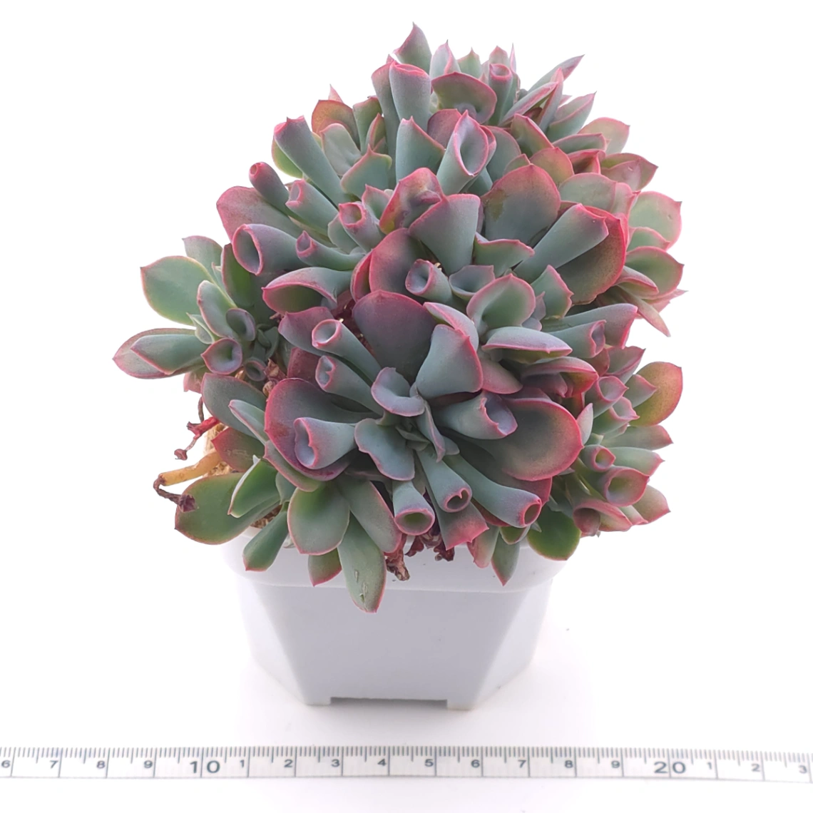 Echeveria ‘Magic Flute’ / ‘Trumpet Pinky’ | 魔笛 thumbnail 2