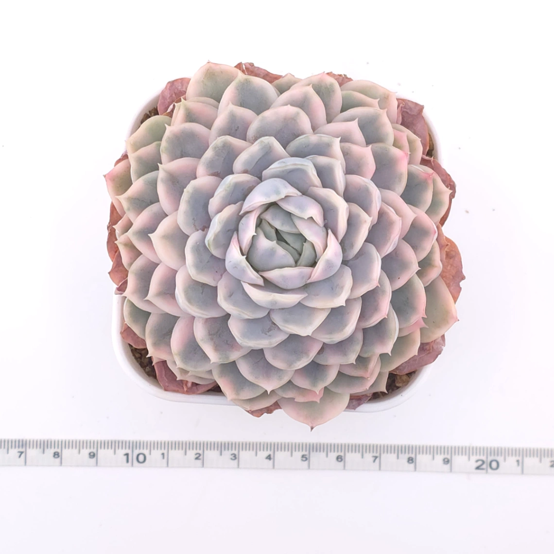 Echeveria ‘Mexican Snowball’ variegated | 墨西哥雪球錦 thumbnail 4