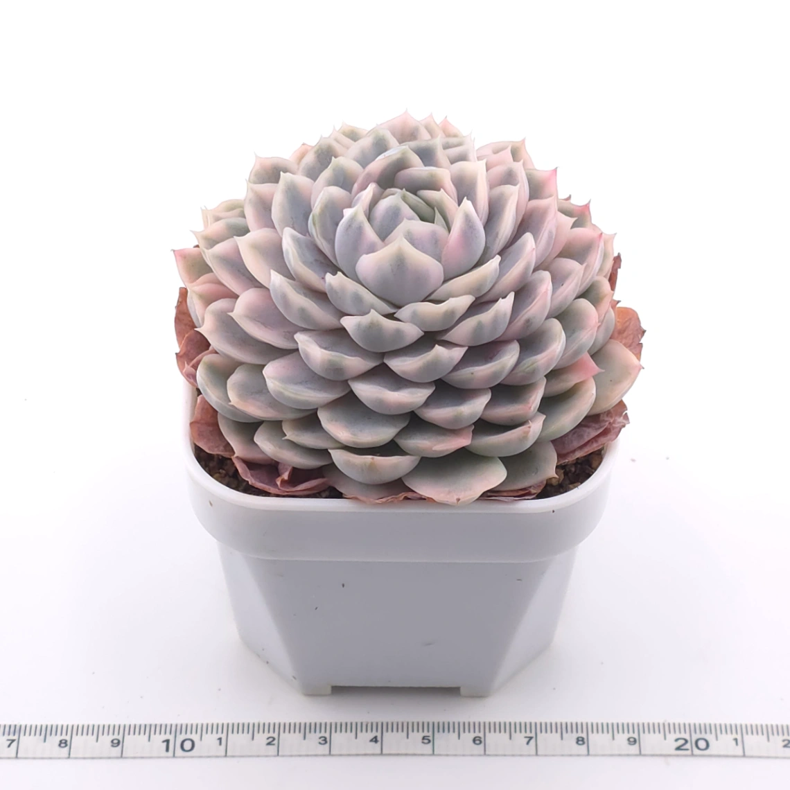 Echeveria ‘Mexican Snowball’ variegated | 墨西哥雪球錦 thumbnail 3