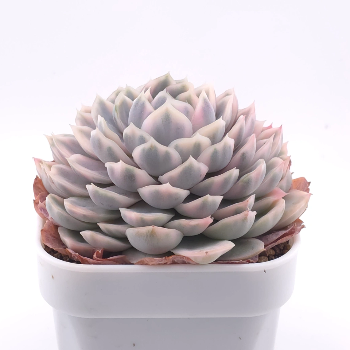 Echeveria ‘Mexican Snowball’ variegated | 墨西哥雪球錦 thumbnail 2