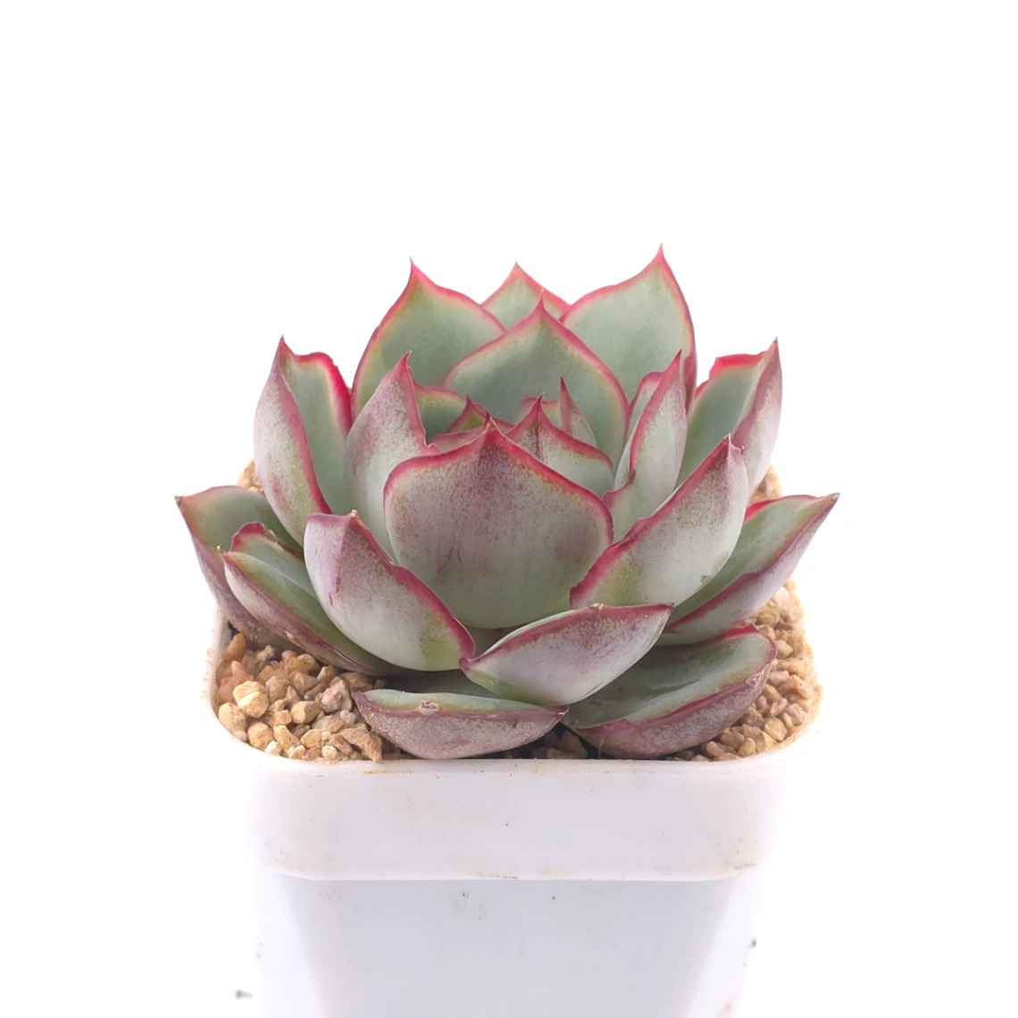 Echeveria ‘Moon Goddess’ | 月光女神 thumbnail 2