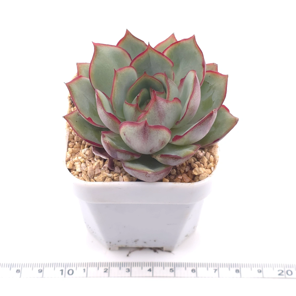 Echeveria ‘Moon Goddess’ | 月光女神 thumbnail 3