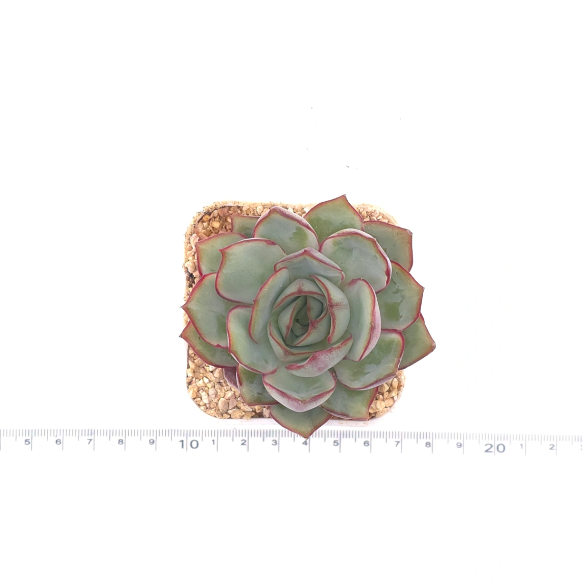 Echeveria ‘Moon Goddess’ | 月光女神 thumbnail 4