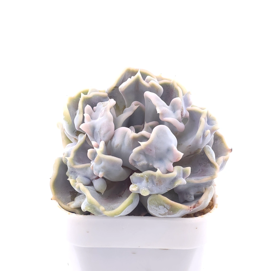 Echeveria ‘Thriller Pearl’ | 戰慄珍珠 thumbnail 2