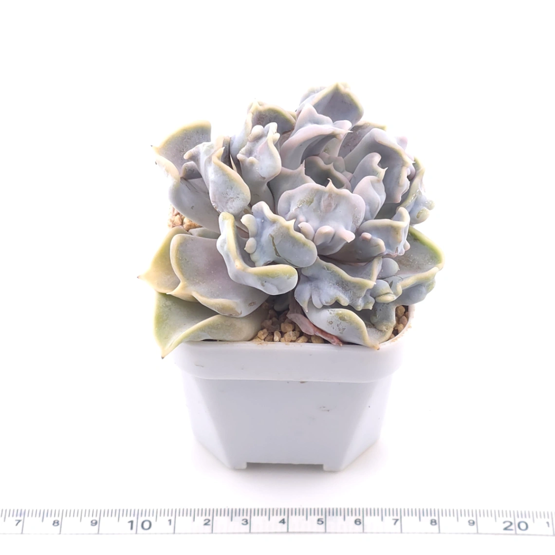 Echeveria ‘Thriller Pearl’ | 戰慄珍珠 thumbnail 3