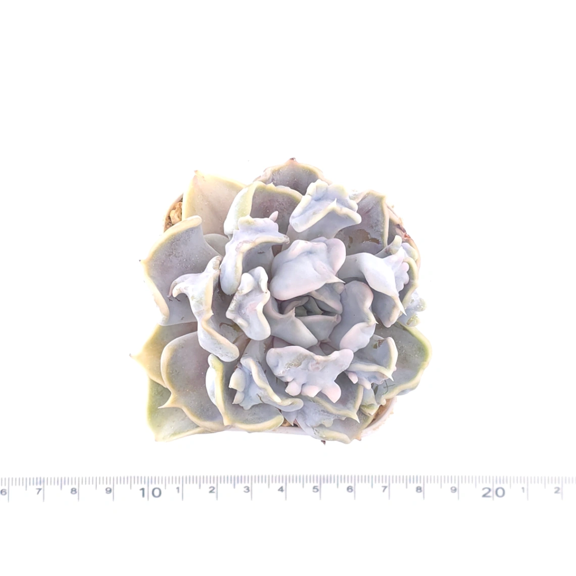 Echeveria ‘Thriller Pearl’ | 戰慄珍珠 thumbnail 4
