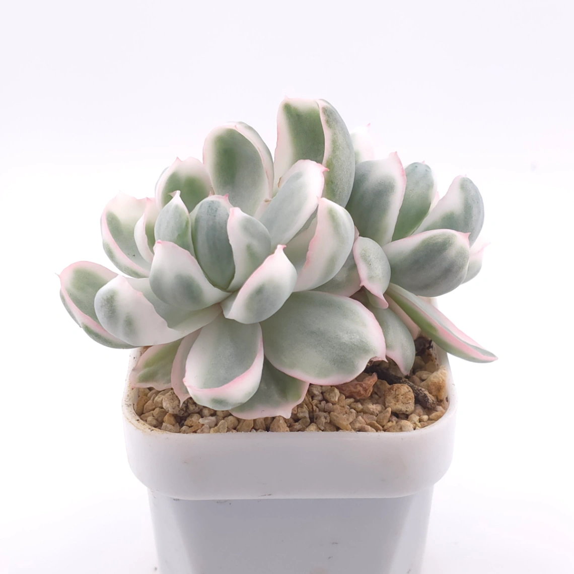 Echeveria 'Berkeley' variegated | 伯克利錦 thumbnail 2