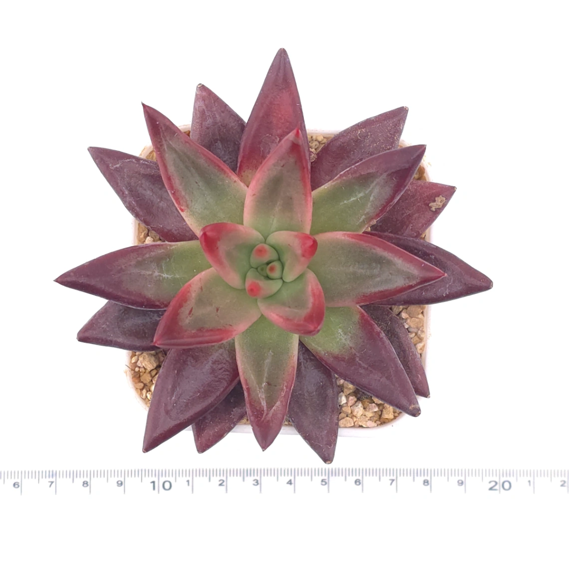 Echeveria 'Red Soul' | 紅魂 thumbnail 2