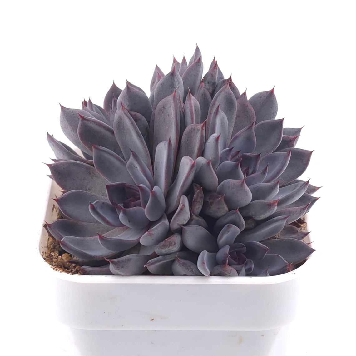 Echeveria 'Black Zaragoza' | 黑爪 thumbnail 2