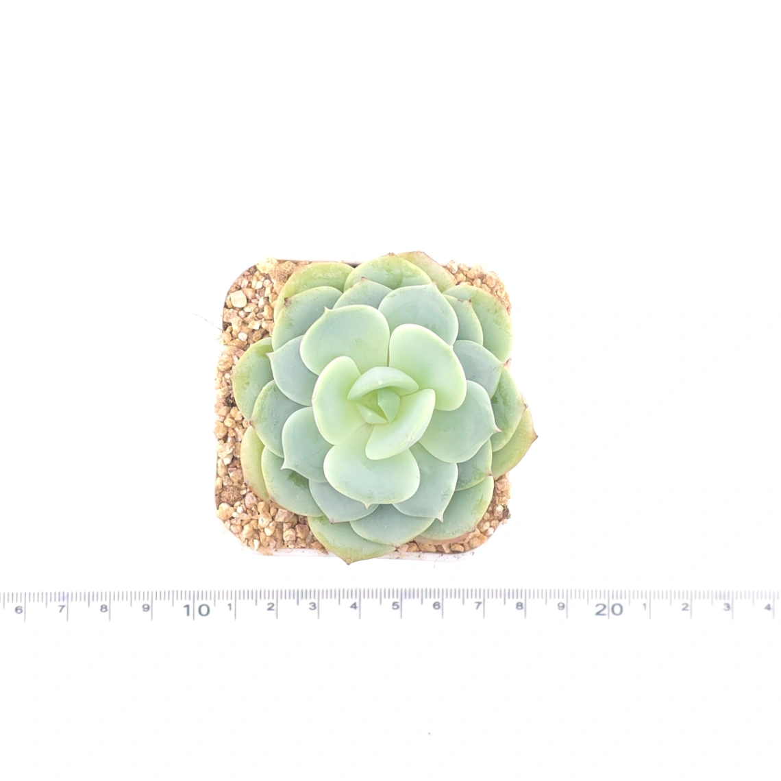 Echeveria 'Derenbergii' | 靜夜 thumbnail 4