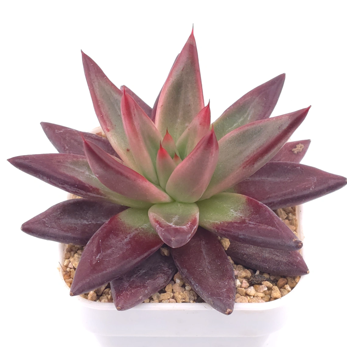 Echeveria 'Red Soul' | 紅魂 thumbnail 3