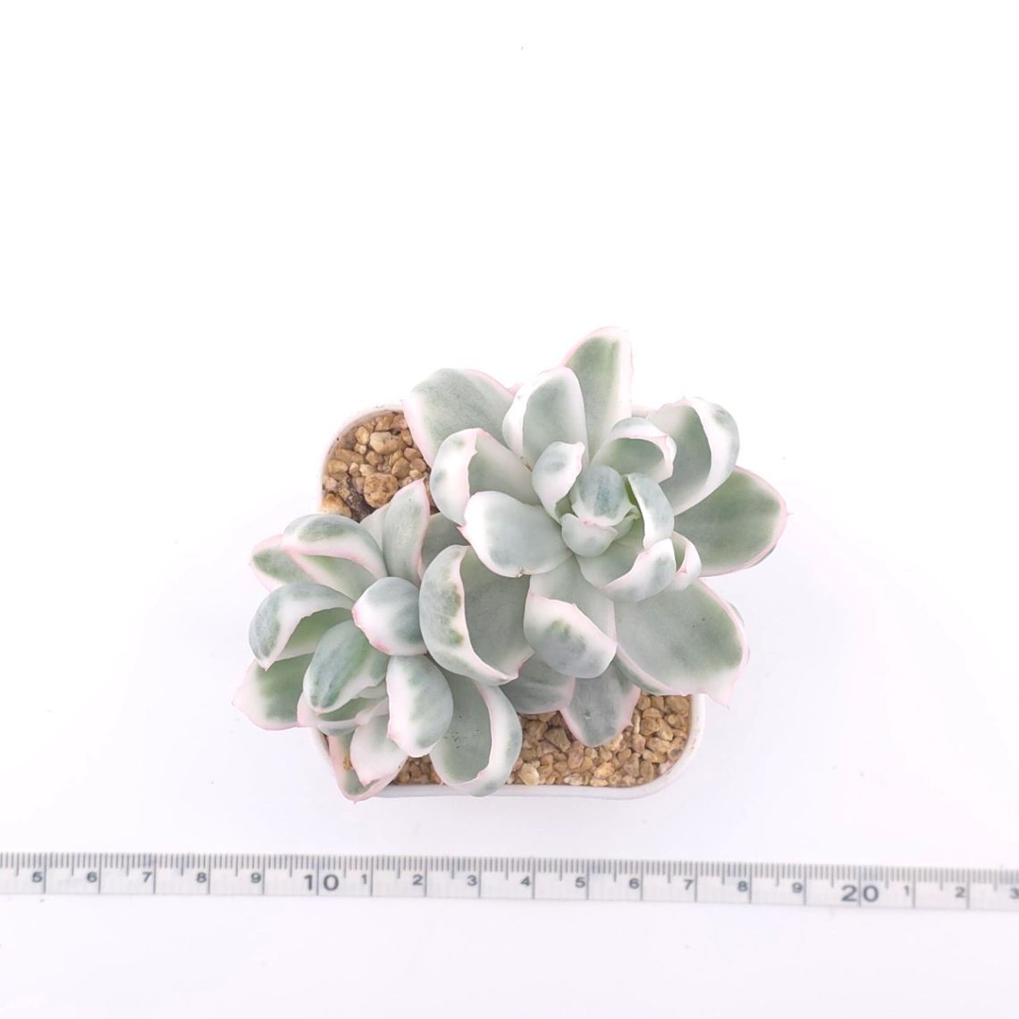 Echeveria 'Berkeley' variegated | 伯克利錦 thumbnail 4