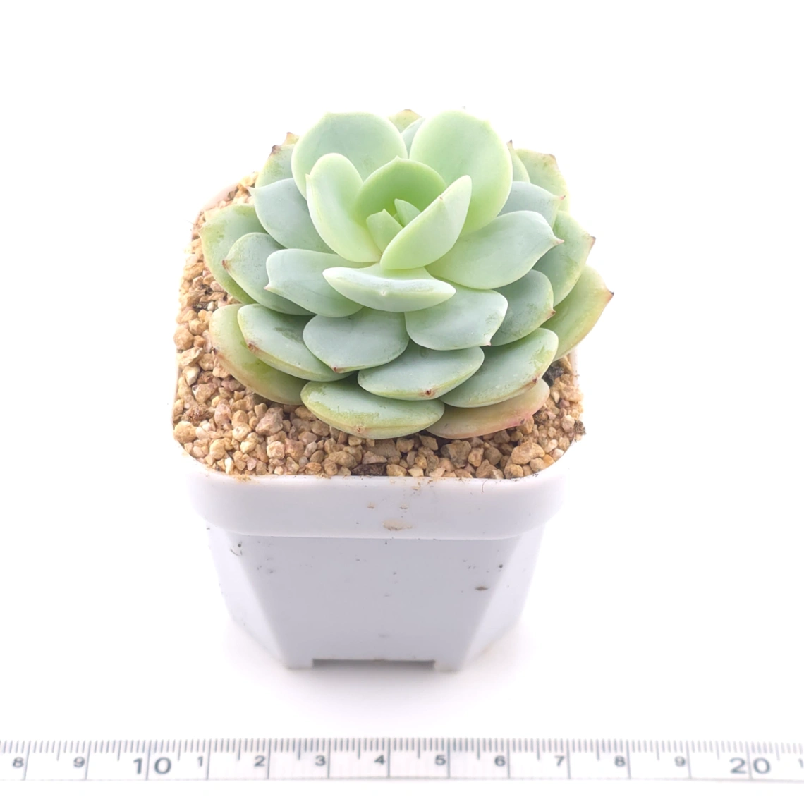 Echeveria 'Derenbergii' | 靜夜 thumbnail 3