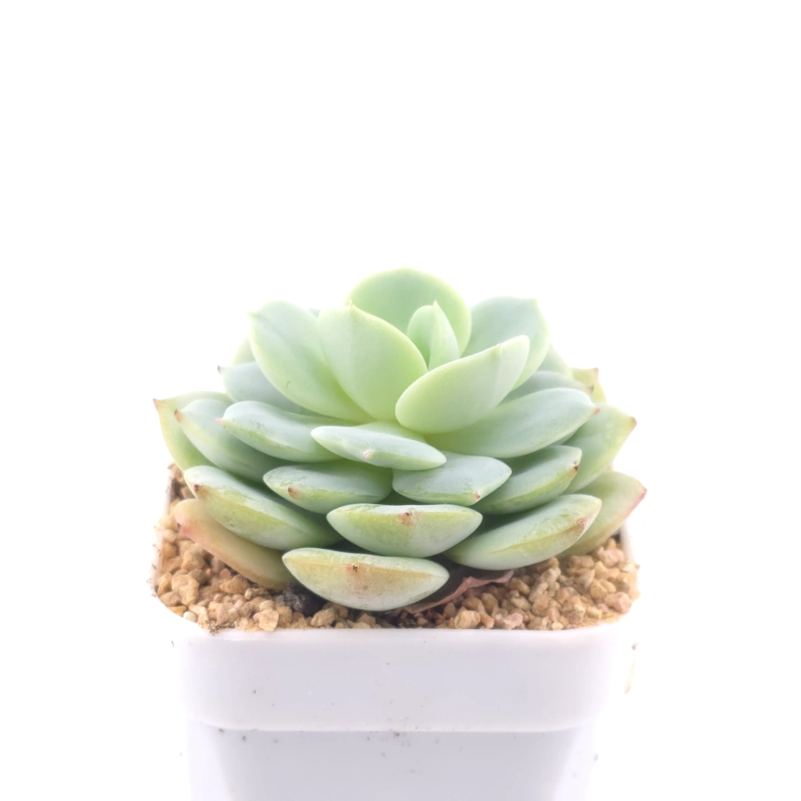 Echeveria 'Derenbergii' | 靜夜 thumbnail 2