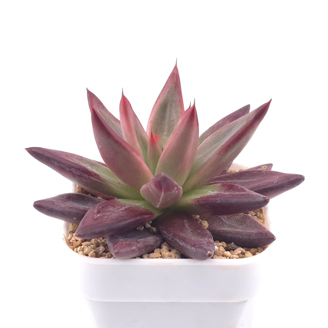 Echeveria 'Red Soul' | 紅魂 thumbnail 4