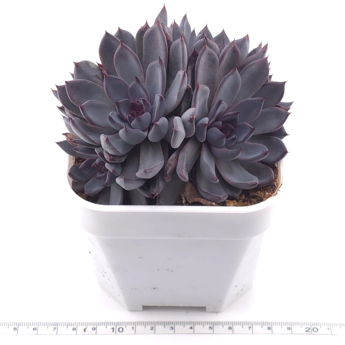 Echeveria 'Black Zaragoza' | 黑爪 thumbnail 3