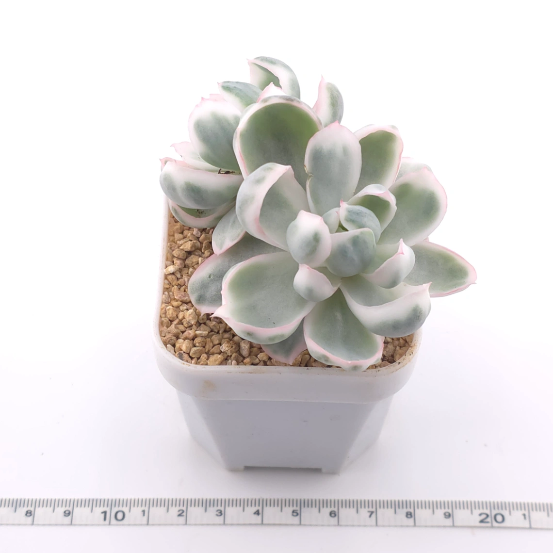 Echeveria 'Berkeley' variegated | 伯克利錦 thumbnail 3