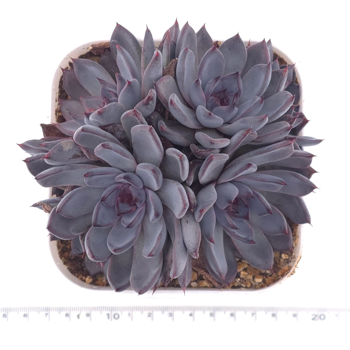 Echeveria 'Black Zaragoza' | 黑爪 thumbnail 4