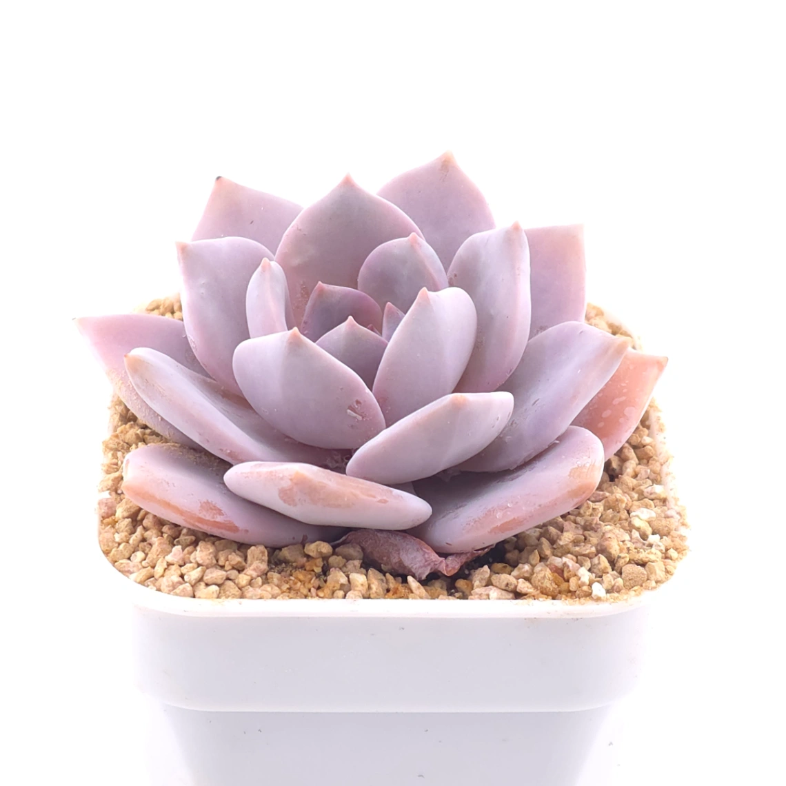 Echeveria 'Murasaki' | 紫樂 thumbnail 2