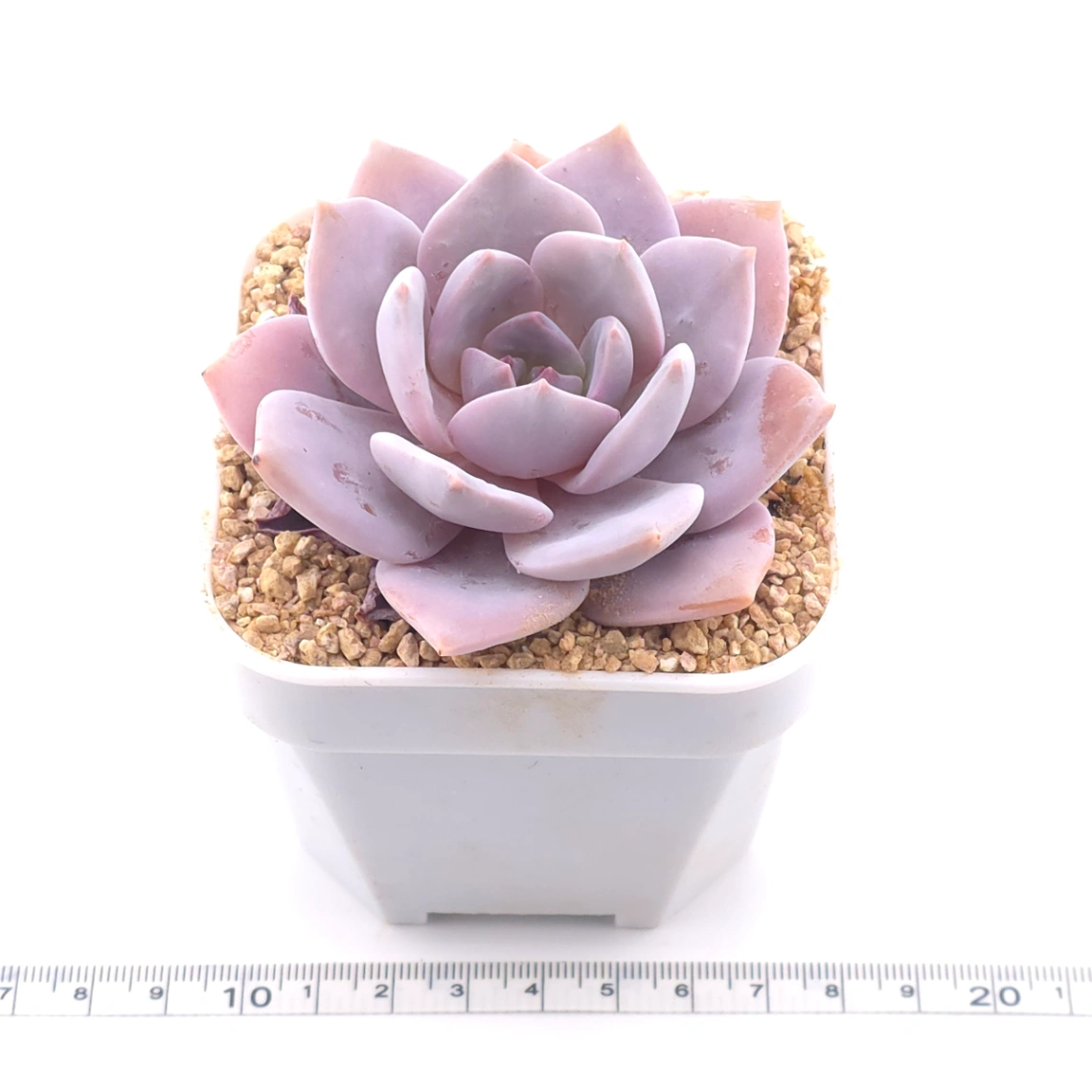 Echeveria 'Murasaki' | 紫樂 thumbnail 3