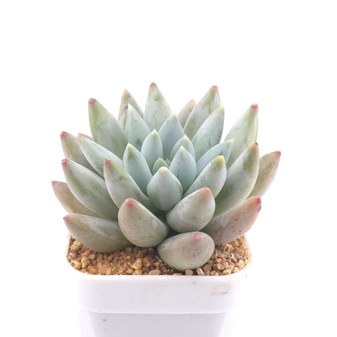 Pachyphytum ‘Angel's Finger’ | 所羅門 thumbnail 2