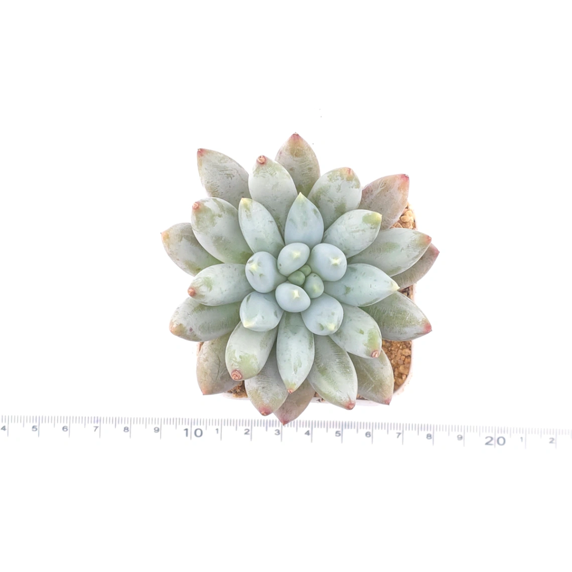 Pachyphytum ‘Angel's Finger’ | 所羅門 thumbnail 4