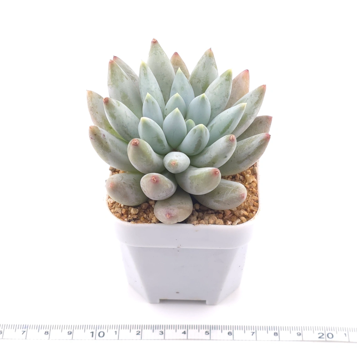 Pachyphytum ‘Angel's Finger’ | 所羅門 thumbnail 3