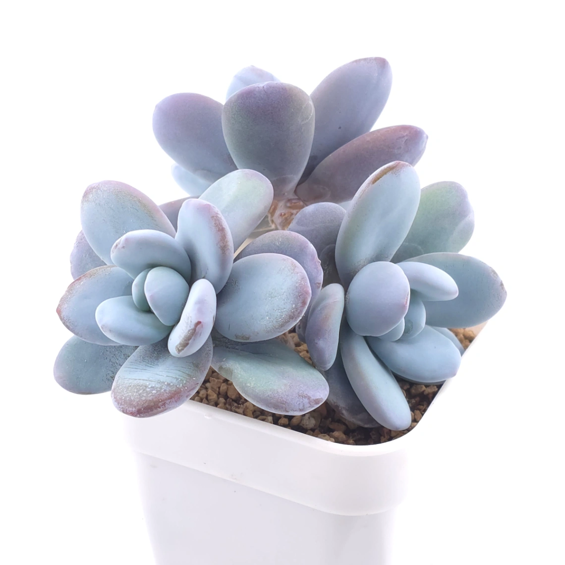 Pachyphytum ‘Cuicatecanum’ | 雪美人 thumbnail 2