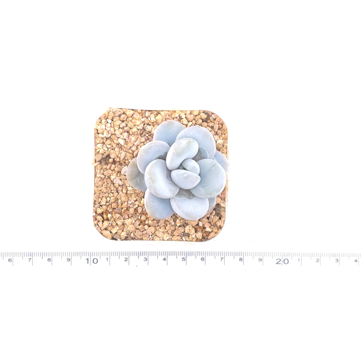 Pachyphytum ‘Cuicatecanum’ | 雪美人 thumbnail 4
