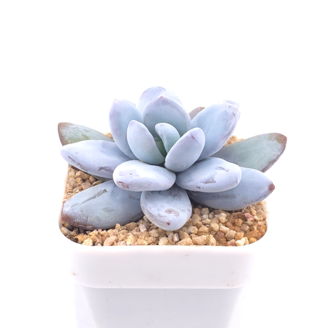 Pachyphytum ‘Cuicatecanum’ | 雪美人 thumbnail 2