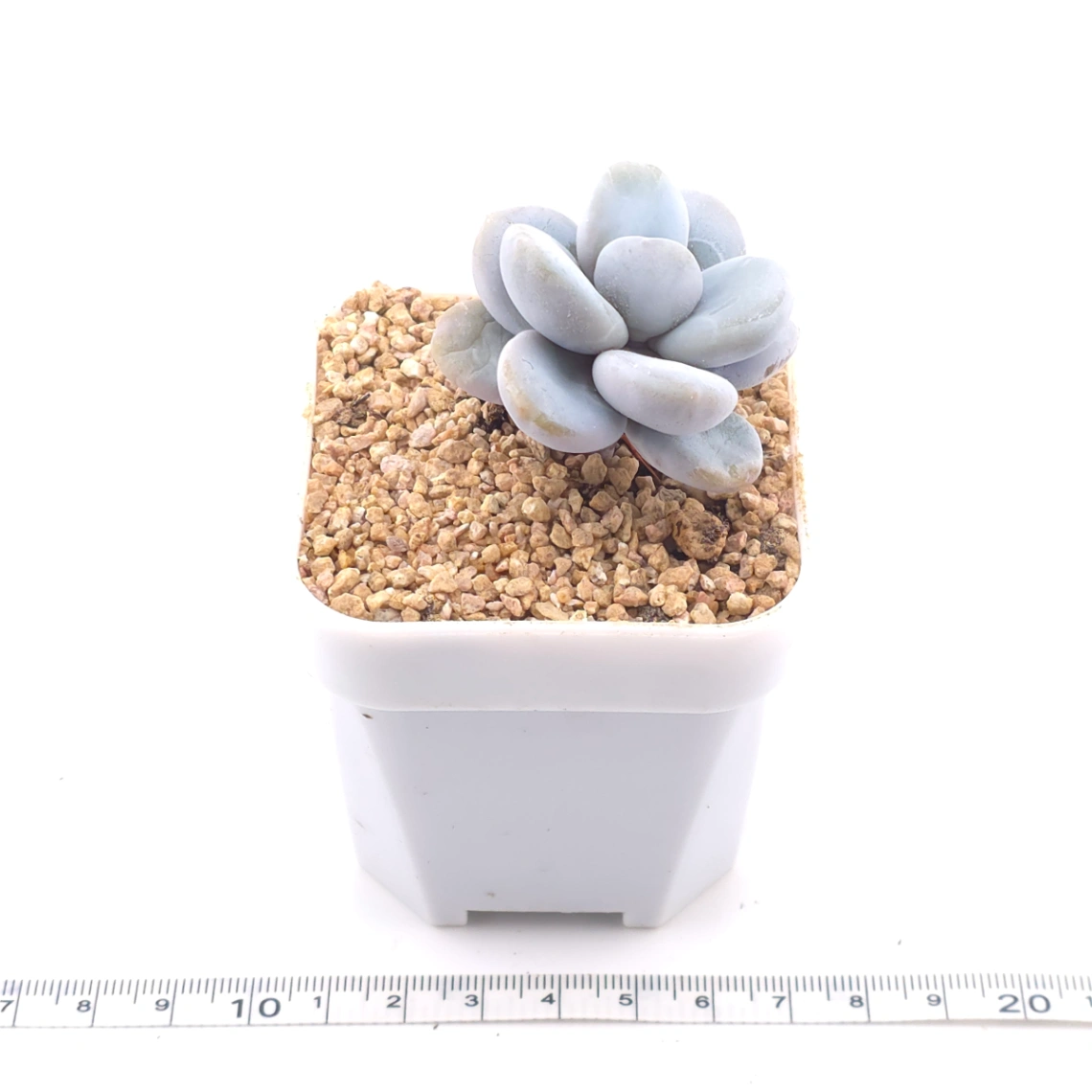 Pachyphytum ‘Cuicatecanum’ | 雪美人 thumbnail 3