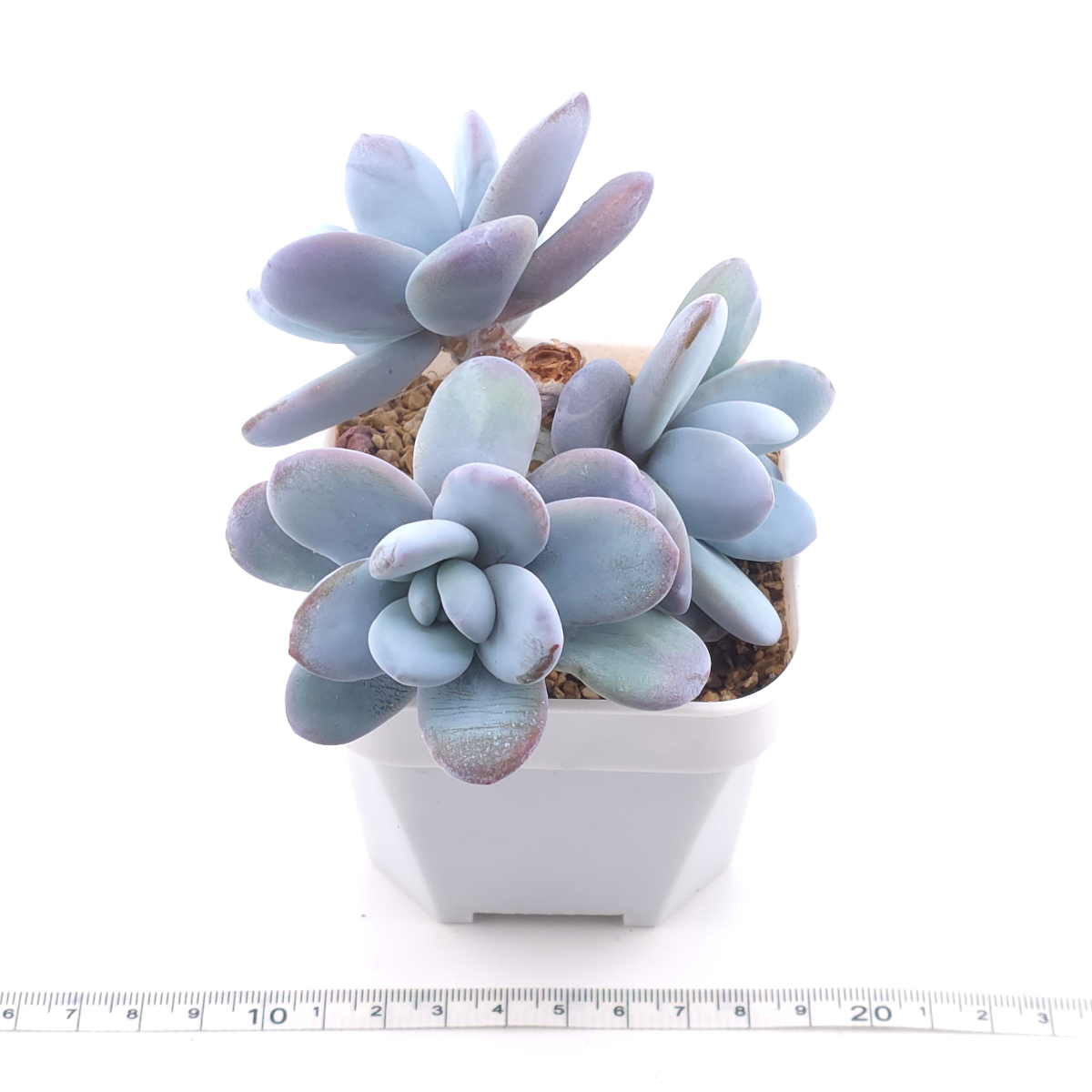Pachyphytum ‘Cuicatecanum’ | 雪美人 thumbnail 3