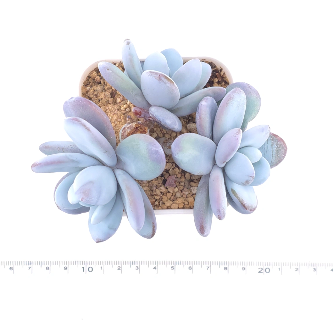 Pachyphytum ‘Cuicatecanum’ | 雪美人 thumbnail 4