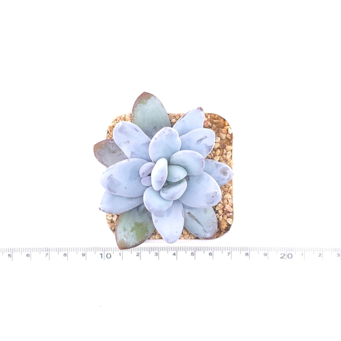 Pachyphytum ‘Cuicatecanum’ | 雪美人 thumbnail 4
