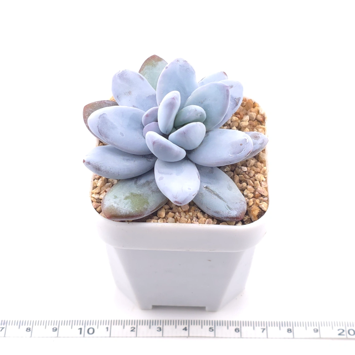 Pachyphytum ‘Cuicatecanum’ | 雪美人 thumbnail 3