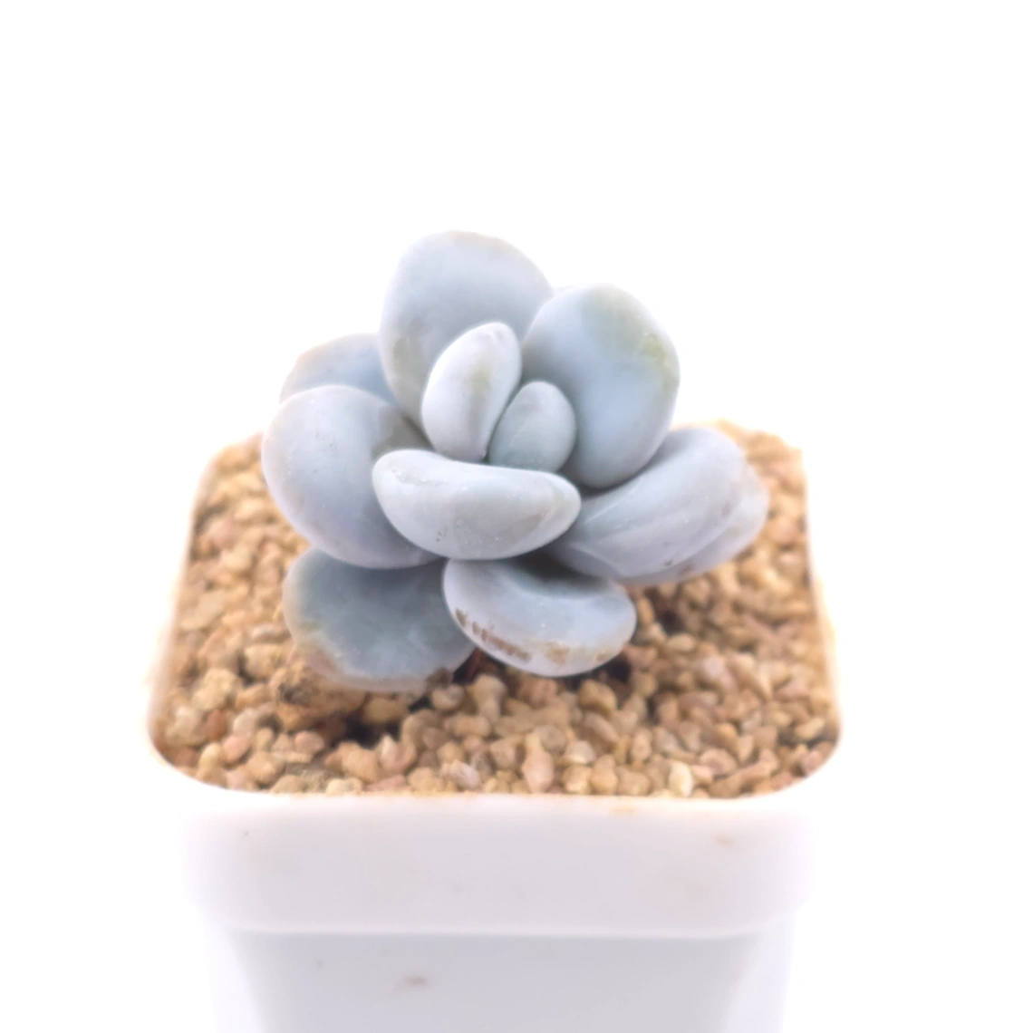 Pachyphytum ‘Cuicatecanum’ | 雪美人 thumbnail 2