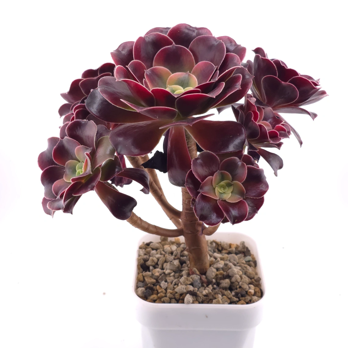 Aeonium ‘Chocolate Rose’ | 巧克力玫瑰 thumbnail 2