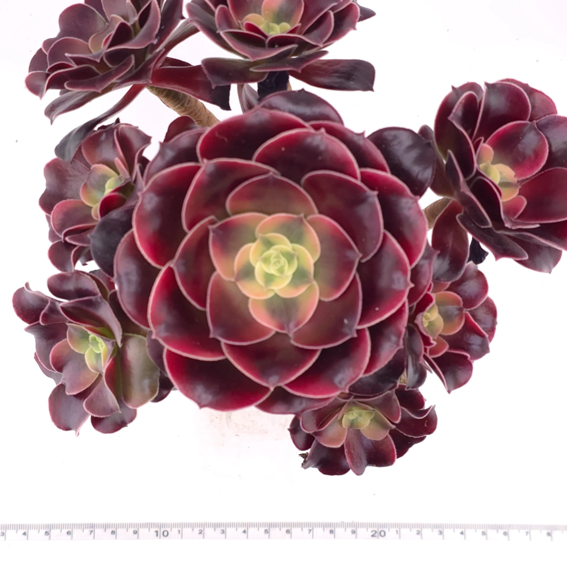 Aeonium ‘Chocolate Rose’ | 巧克力玫瑰 thumbnail 4