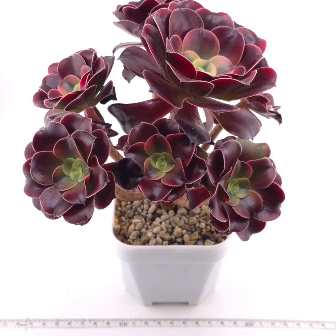 Aeonium ‘Chocolate Rose’ | 巧克力玫瑰 thumbnail 3