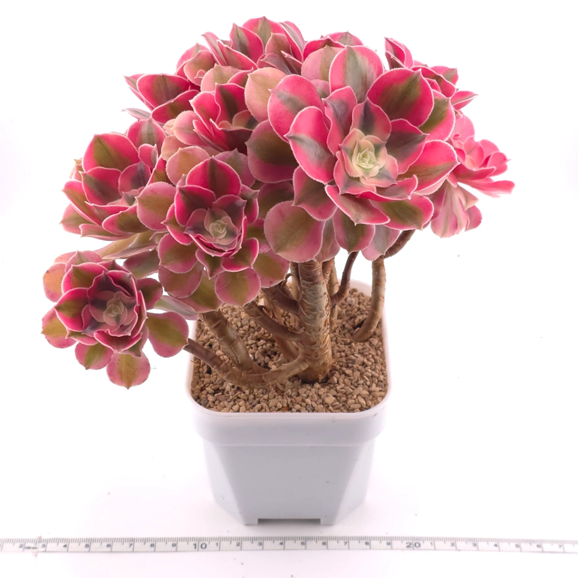 Aeonium ‘Pink Witch’ | 粉色女巫 thumbnail 4