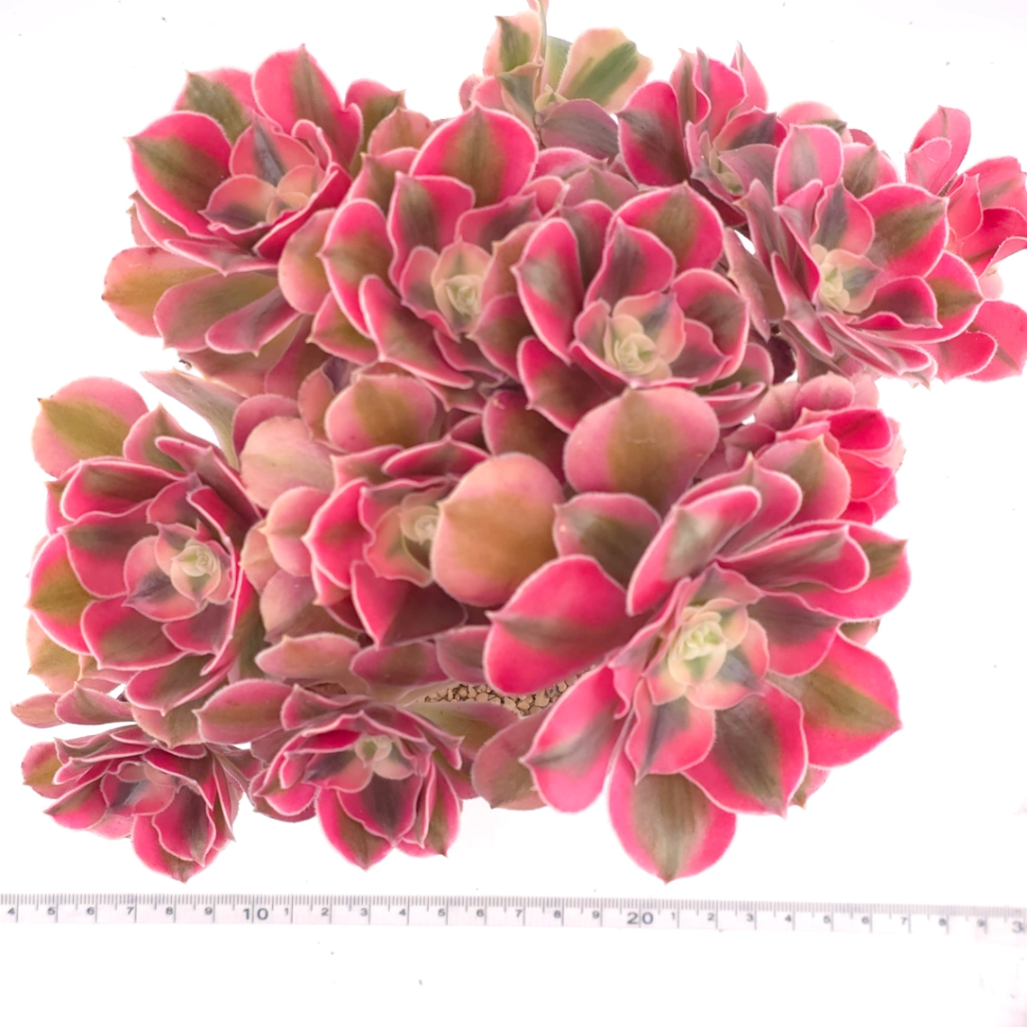 Aeonium ‘Pink Witch’ | 粉色女巫 thumbnail 5