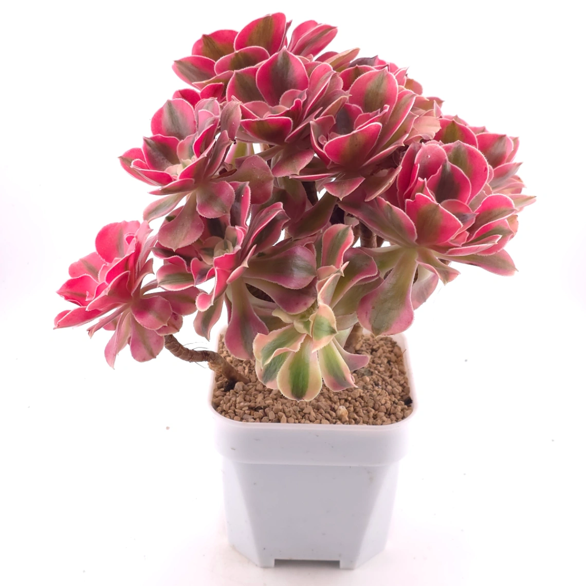 Aeonium ‘Pink Witch’ | 粉色女巫 thumbnail 3