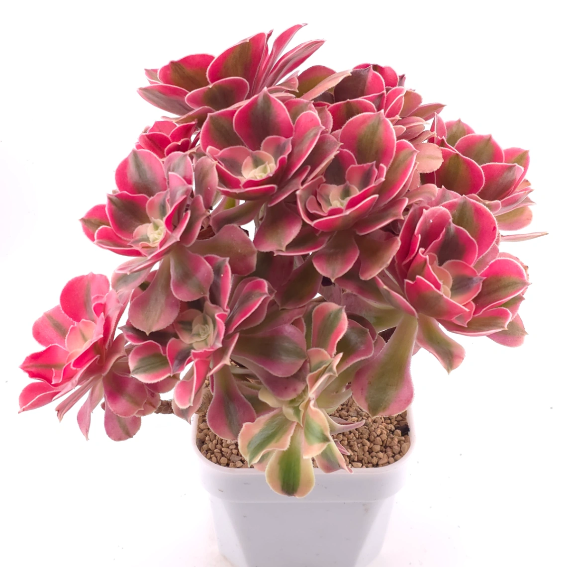 Aeonium ‘Pink Witch’ | 粉色女巫 thumbnail 2