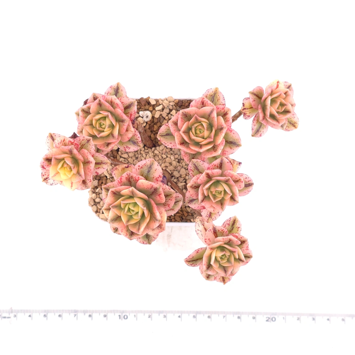 Aeonium ‘Sweet Tea’ | 甜茶法師 thumbnail 4