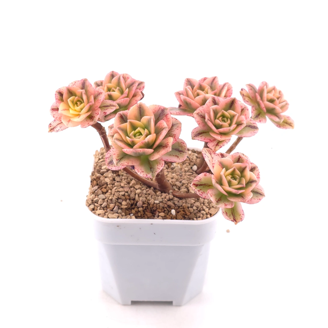 Aeonium ‘Sweet Tea’ | 甜茶法師 thumbnail 2
