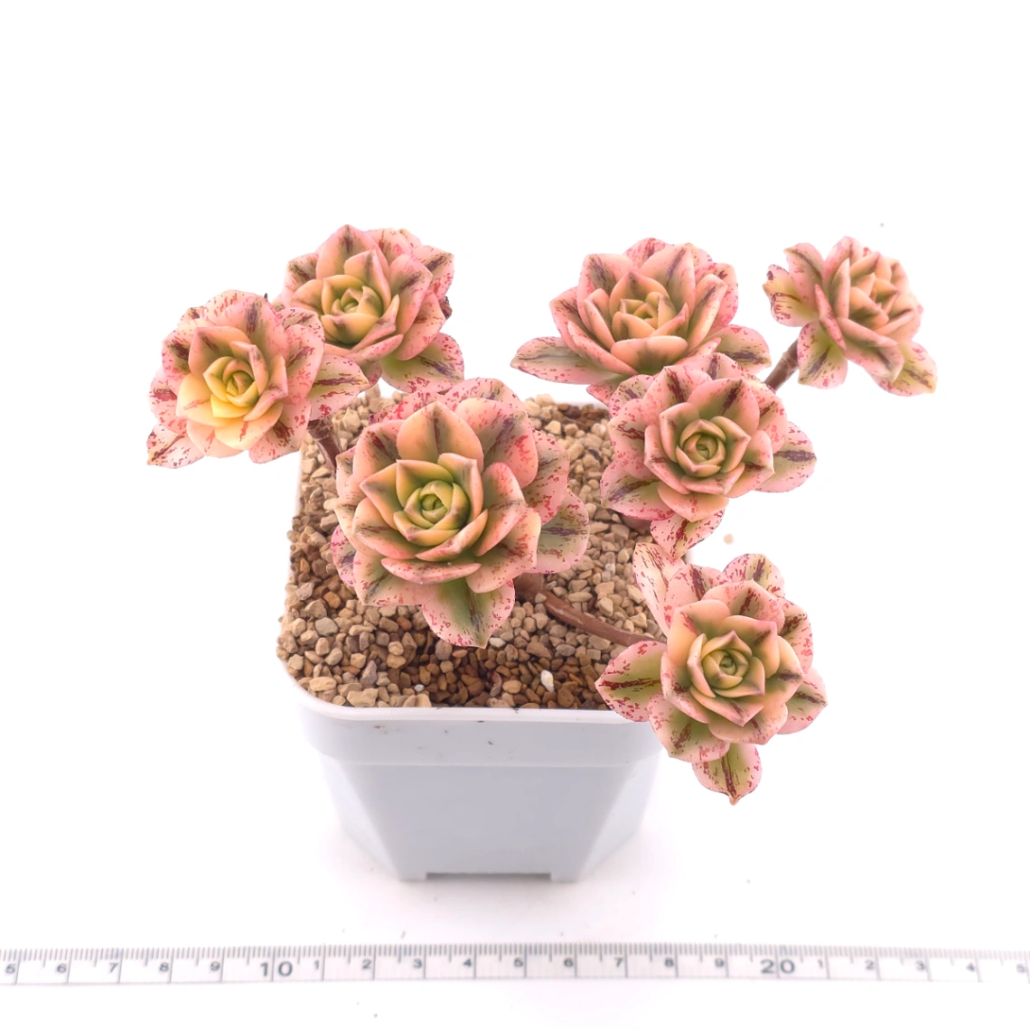Aeonium ‘Sweet Tea’ | 甜茶法師 thumbnail 3