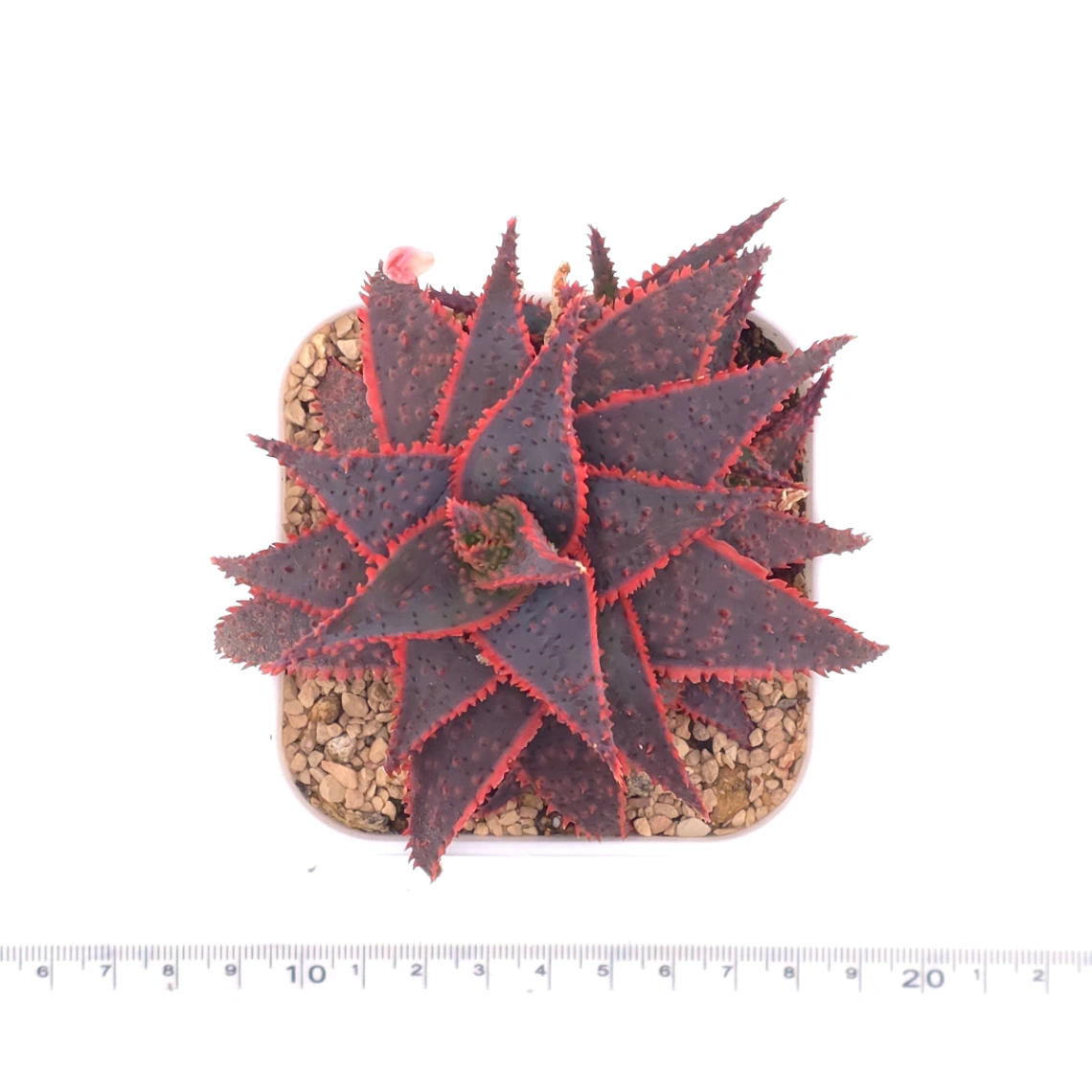Aloe ‘Christmas Carol’ | 聖誕蘆薈 thumbnail 4